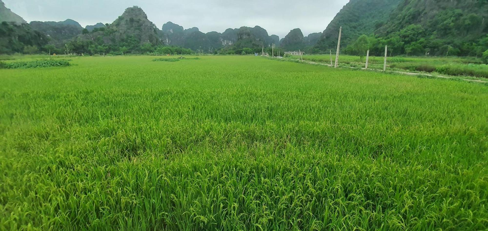 Trang An Rice Field Homestay Ninh Bình Extérieur photo